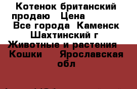 Котенок британский продаю › Цена ­ 3 000 - Все города, Каменск-Шахтинский г. Животные и растения » Кошки   . Ярославская обл.